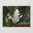 Recherche de fleur gingembre cartes postales Blanc