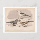Suche nach schneevögel poster Vogelvogel