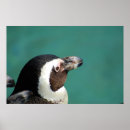 Suche nach afrikanischer pinguin poster Pinguine