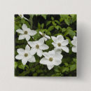 Suche nach blühende pflanzen buttons Blüte