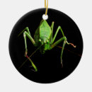 Suche nach wanze ornamente Tier