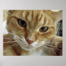 Recherche de chaton tigré posters Chatons