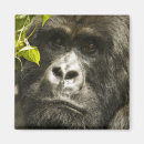 Suche nach ruanda magnete Gorilla beringei beringei