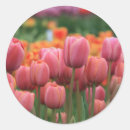 Suche nach rosa tulpen aufkleber Blüte