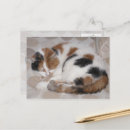 Recherche de lit de chat cartes postales Amoureux des chats