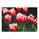 Recherche de tulipe blanche posters Fleurs