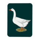 Recherche de gand magnets Oie