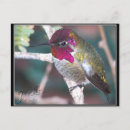 Recherche de de colibri cartes postales Branche