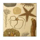 Suche nach algen fliesen Sternfische