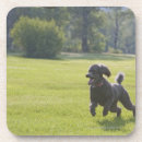 Recherche de frisbee dessous de verres Dehors