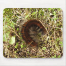 Recherche de chenille tapis souris Insecte