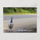 Suche nach peacock poster Reise