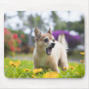Suche nach schoßhund mousepads Tier