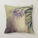 Recherche de ragdoll coussins Chat