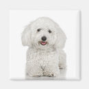 Suche nach bichon frise magnete Hund