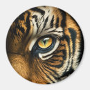 Recherche de oeil du tigre Gros chat