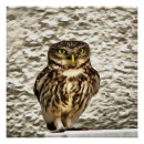 Recherche de chouette posters Oiseau de proie