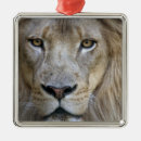Suche nach für erwachsene ornamente Tier