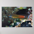 Suche nach fisch schwanz poster Unterwasser