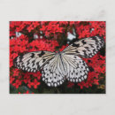 Recherche de papillon noir et blanc posters Insectes