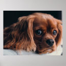 Suche nach cocker spaniel hund poster Süß