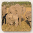 Recherche de masai mara dessous de verres Faune