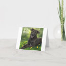 Suche nach schwarzer labrador retriever welpe karten Retrievers