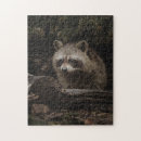 Suche nach waschbär puzzle Neugierig