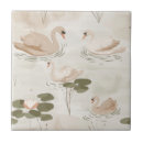 Recherche de cygnes carreaux Oiseaux