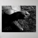 Suche nach schwarze schildkröte poster Fotografie
