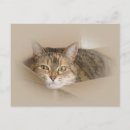 Recherche de abréviations cartes postales Animal