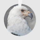 Suche nach amerikanische symbole ornamente Raubvogel