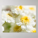 Recherche de marguerite blanche posters Jardin
