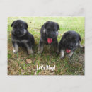 Recherche de puppy posters Berger