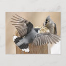 Recherche de souris blanche cartes postales Nature