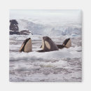 Recherche de orque magnets Glacier