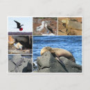 Recherche de otaries cartes postales Animaux
