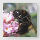 Suche nach hummel wanduhren Fotografie