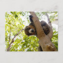 Recherche de mongole cartes postales Mignon