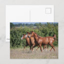 Suche nach drei pferde postkarten Three together