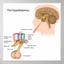 Suche nach nervenzelle poster Anatomie