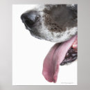 Suche nach doggen poster Studioschuß
