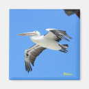 Suche nach pelikane magnete Tierwelt