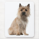 Recherche de cairn tapis souris Chiot