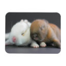 Recherche de oreilles de lapin magnets Photographie