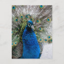 Recherche de plumage cartes postales Coloré