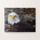 Suche nach amerikanischer adler puzzle Vogel