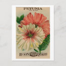 Recherche de paquet de cartes postales Fleur