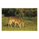 Suche nach odocoileus Vereinigte staaten