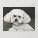 Recherche de chien frise bichon cartes postales Chiot